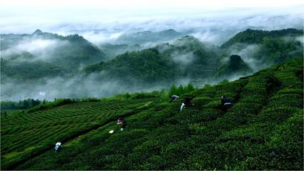 絲綢之路引領黔茶出山，貴定云霧貢茶落腳絲路起點