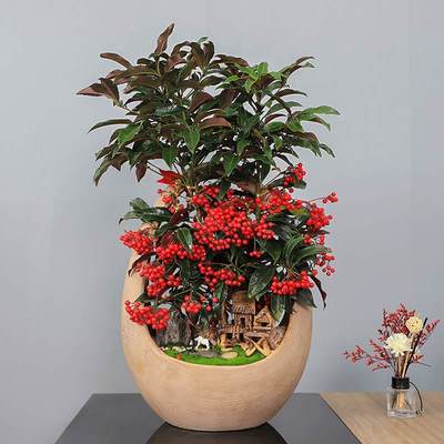 武漢寫(xiě)字樓綠化租賃服務(wù) 專(zhuān)業(yè)園林租擺與工廠苗木報(bào)價(jià)