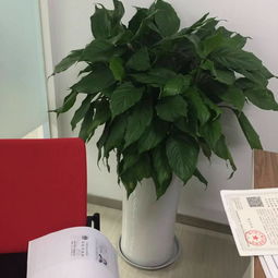 龍?zhí)端聦?xiě)字樓花卉植物租賃 打造綠色辦公空間的智慧選擇