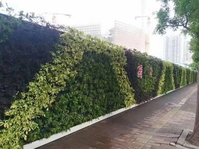 廣州成茂園林綠化 專(zhuān)業(yè)植物租賃與養(yǎng)護(hù)，打造綠色辦公空間