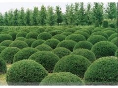 苗木品種大全與昆明綠色植物租賃 云南迦楠園林綠化的專(zhuān)業(yè)服務(wù)